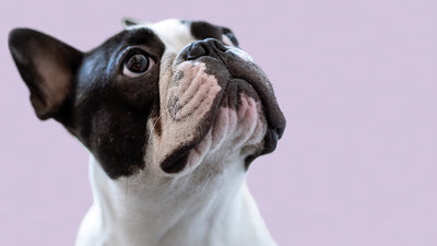 Dog Eye Health and Supplement Benefits